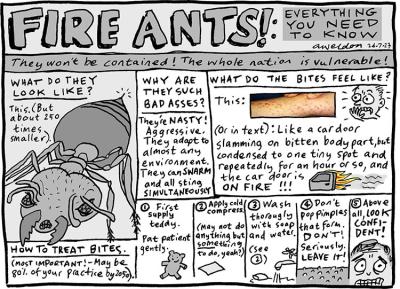 A description of fire ants, their bites and how to treat then.